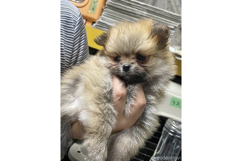 成約済の静岡県のポメラニアン-348251の1枚目