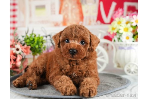 成約済の茨城県のトイプードル-348310の10枚目