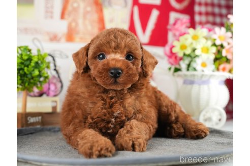 成約済の茨城県のトイプードル-348310の14枚目