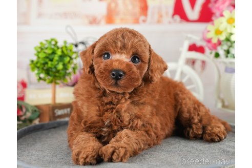成約済の茨城県のトイプードル-348310の8枚目