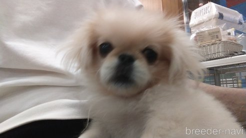 成約済の愛知県のペキニーズ-323224の22枚目