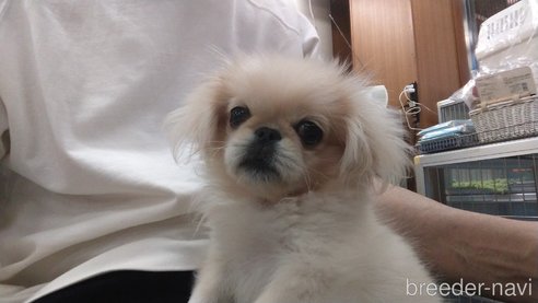 成約済の愛知県のペキニーズ-323224の17枚目