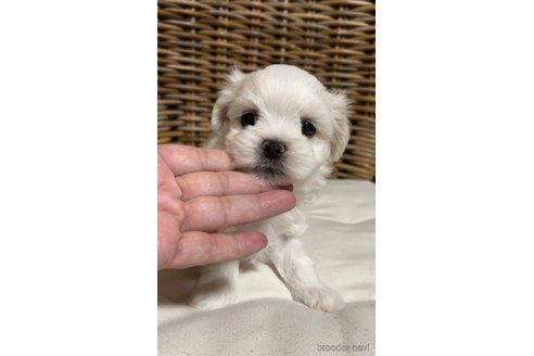 成約済の三重県のマルチーズ-348271の28枚目