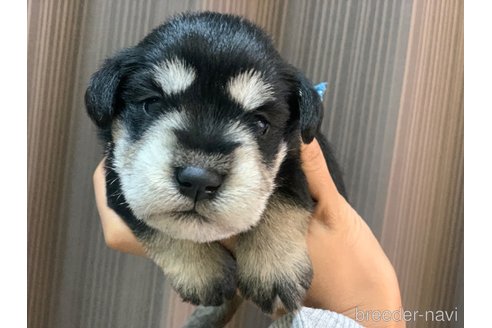 成約済の滋賀県のミニチュアシュナウザー-347599の1枚目