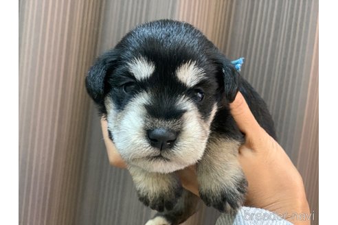 成約済の滋賀県のミニチュアシュナウザー-347599の2枚目