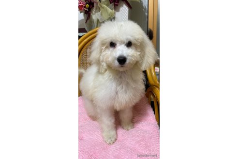 成約済の兵庫県のミディアムプードル-345005の4枚目