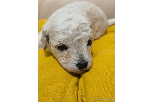 成約済の三重県のミックス犬-346614の3枚目