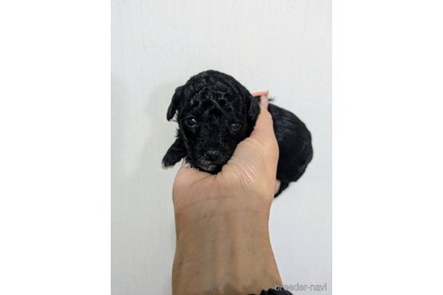 成約済の三重県のミックス犬-346881の2枚目