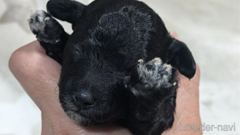 成約済の三重県のミックス犬-346881の1枚目