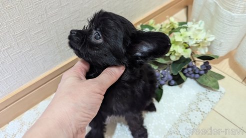 成約済の広島県のチワプー:チワワ×トイプードル-341212の66枚目