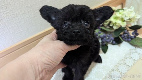 成約済の広島県のチワプー:チワワ×トイプードル-341212の64枚目