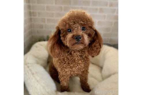 リップちゃん1枚目
