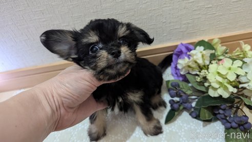 成約済の広島県のチワプー:チワワ×トイプードル-341216の7枚目