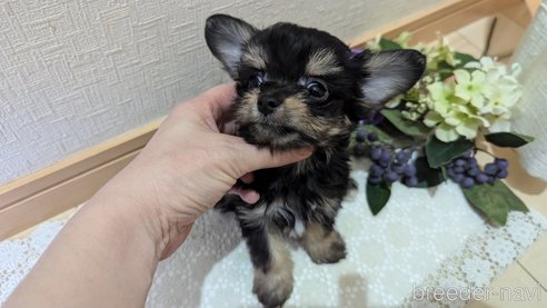 成約済の広島県のチワプー:チワワ×トイプードル-341216の3枚目