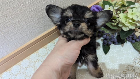 成約済の広島県のチワプー:チワワ×トイプードル-341216の2枚目
