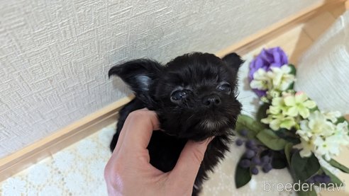 成約済の広島県のチワプー:チワワ×トイプードル-341209の40枚目