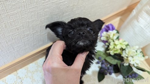 成約済の広島県のチワプー:チワワ×トイプードル-341209の39枚目