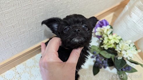 成約済の広島県のチワプー:チワワ×トイプードル-341209の37枚目