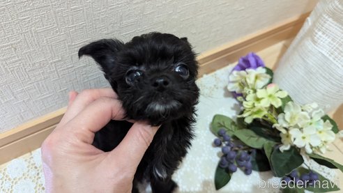 成約済の広島県のチワプー:チワワ×トイプードル-341209の35枚目