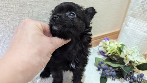 成約済の広島県のチワプー:チワワ×トイプードル-341209の31枚目