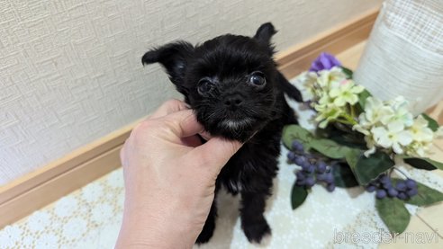 成約済の広島県のチワプー:チワワ×トイプードル-341209の29枚目
