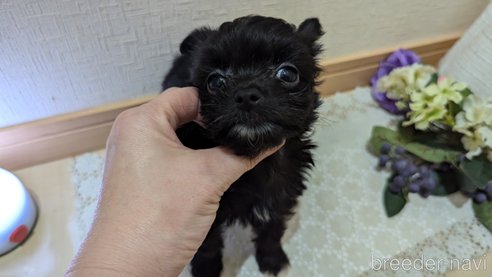 成約済の広島県のチワプー:チワワ×トイプードル-341209の28枚目