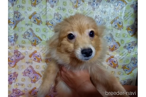成約済の福岡県のポメラニアン-318147の12枚目