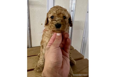 成約済の徳島県のスタンダードプードル-348396の3枚目