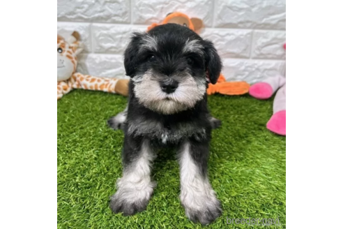 成約済の愛知県のミニチュアシュナウザー-346868の1枚目