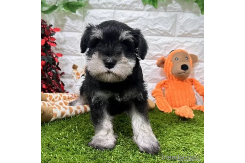 成約済の愛知県のミニチュアシュナウザー-346868の5枚目