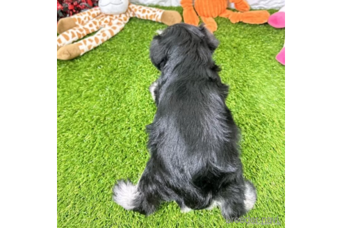 成約済の愛知県のミニチュアシュナウザー-346868の3枚目