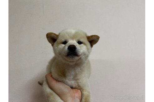 成約済の東京都の柴犬-348412の3枚目