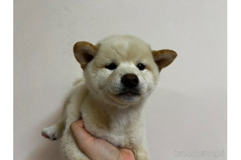 成約済の東京都の柴犬-348412の4枚目