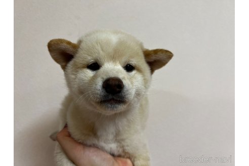 成約済の東京都の柴犬-348412の5枚目