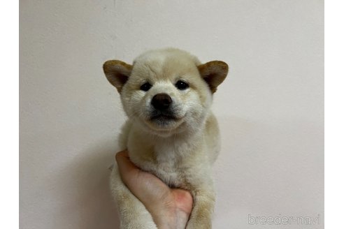 成約済の東京都の柴犬-348412の6枚目