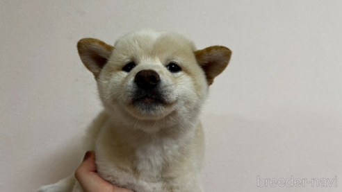 成約済の東京都の柴犬-348412の2枚目
