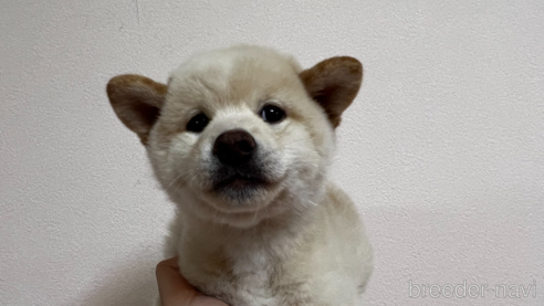 成約済の東京都の柴犬-348412