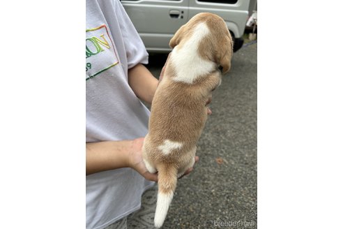 成約済の岡山県のビーグル-348421の5枚目