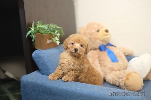 成約済の滋賀県のトイプードル-348434の3枚目