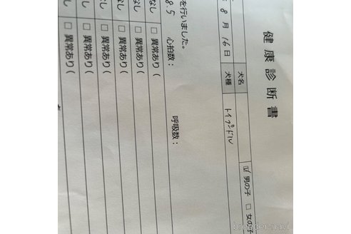 成約済の北海道のトイプードル-347084の8枚目