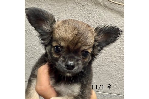 成約済の愛知県のチワワ(ロングコート)-342788の10枚目