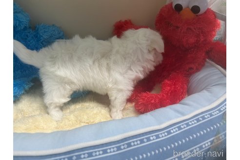成約済の栃木県のマルチーズ-348466の5枚目