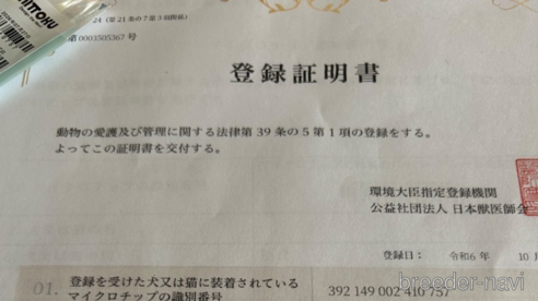 成約済の北海道のトイプードル-347084の6枚目