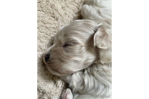 成約済の栃木県のマルプー:マルチーズ×トイプードル-344600の10枚目