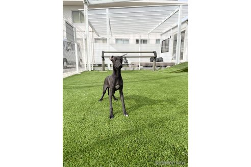 成約済の愛知県のイタリアングレーハウンド(イタグレ)-348505の4枚目