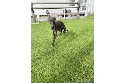 成約済の愛知県のイタリアングレーハウンド(イタグレ)-348505の5枚目