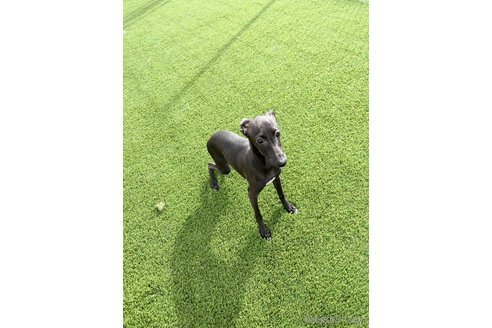 成約済の愛知県のイタリアングレーハウンド(イタグレ)-348505の6枚目