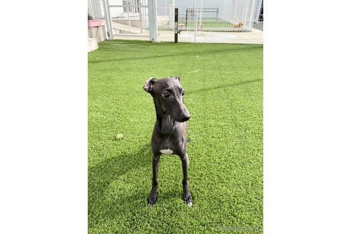 成約済の愛知県のイタリアングレーハウンド(イタグレ)-348505の1枚目