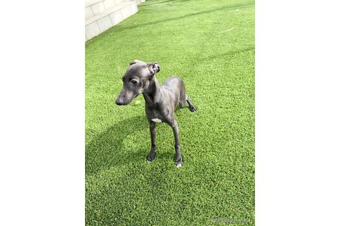 成約済の愛知県のイタリアングレーハウンド(イタグレ)-348505の3枚目