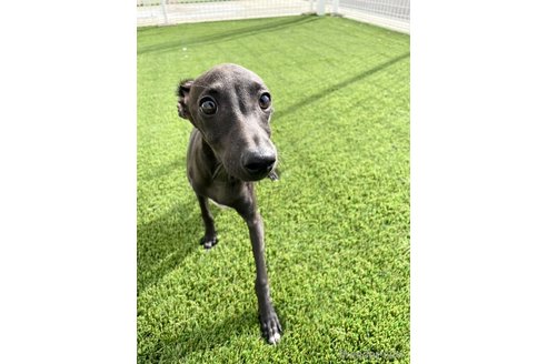 成約済の愛知県のイタリアングレーハウンド(イタグレ)-348506の1枚目